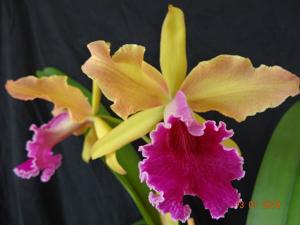 Cattleya Luminosa (1917)