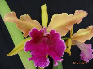Cattleya Luminosa (1917)