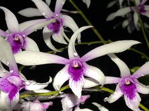 Dendrobium Caesar