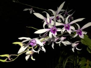 Dendrobium Caesar