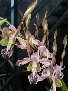 Dendrobium Gadis Jelita