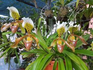 Paphiopedilum nitens