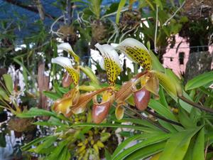 Paphiopedilum nitens