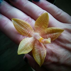 Phalaenopsis Frenchy's Plastic Yellow