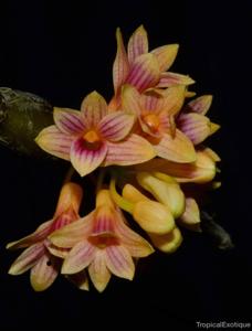 Dendrobium usitae
