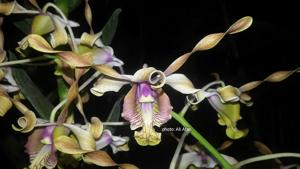 Dendrobium Meiry Nasution