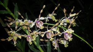 Dendrobium Meiry Nasution