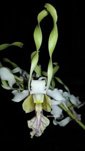 Dendrobium Kusmiati