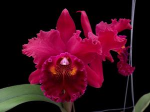 Rhyncholaeliocattleya Oconee