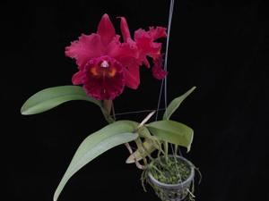 Rhyncholaeliocattleya Oconee