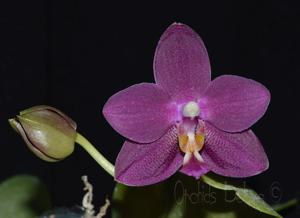 Phalaenopsis Zheng Min Warrior