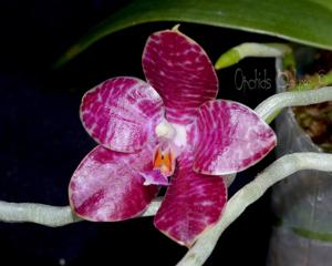 Phalaenopsis Yaphon in Taiwan