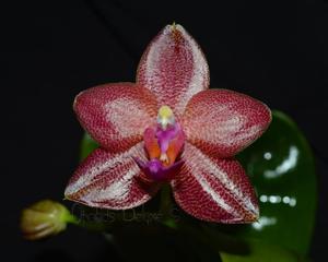 Phalaenopsis LD Sun Dragon