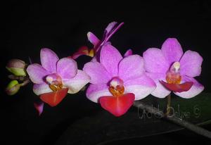 Phalaenopsis Liu's Triprince