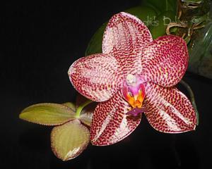 Phalaenopsis LD Gigan Sun