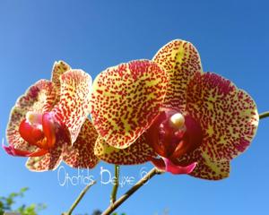 Phalaenopsis Fusheng Sweet Paradise