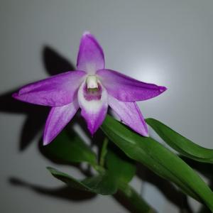 Dendrobium Kurenai