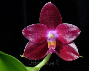 Phalaenopsis Fusheng's Super Man