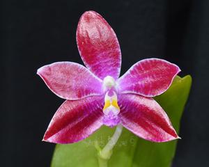 Phalaenopsis Joy Chienlung Cat