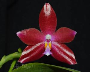 Phalaenopsis Joy Chienlung Cat