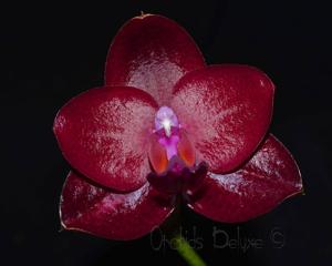 Phalaenopsis Mituo King