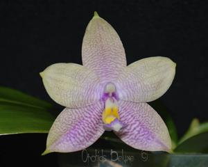 Phalaenopsis Mituo Prince