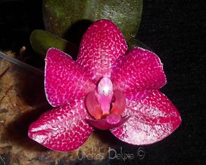 Phalaenopsis Mituo Sun