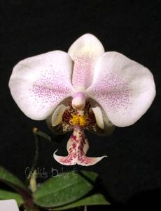 Phalaenopsis Wiganiae