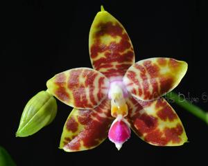 Phalaenopsis Yaphon Goodnice