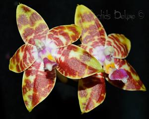 Phalaenopsis Yaphon Goodnice