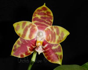 Phalaenopsis Yaphon Sir