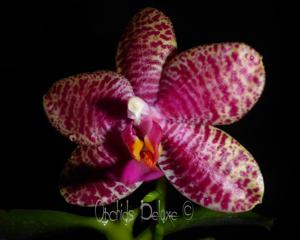 Phalaenopsis Zheng Min Gemini