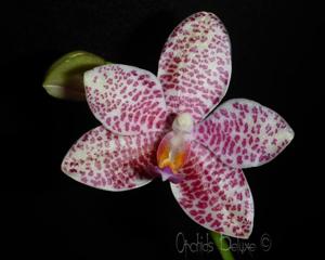 Phalaenopsis Zheng Min Starling