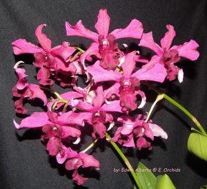 Dendrobium Violet Yamaji