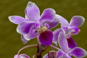 Phalaenopsis Venus