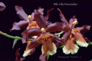 Oncostele Hilo Firecracker