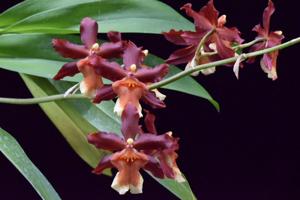 Oncostele Hilo Firecracker