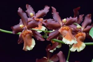 Oncostele Hilo Firecracker