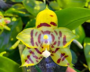 Phalaenopsis Zheng Min Hummingbird