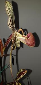 Paphiopedilum Krull's Pride