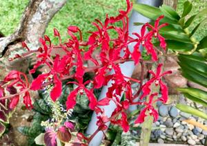 Renanthera Paloma Picasso