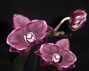 Phalaenopsis Ever Spring Prince