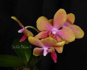 Phalaenopsis Brother Sara Gold