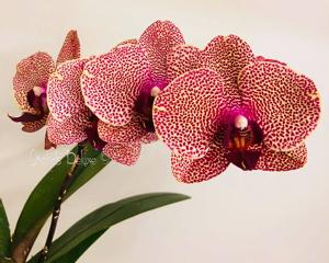 Phalaenopsis I-Hsin Sesame