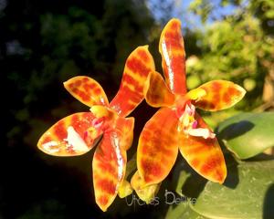 Phalaenopsis Little Leopard