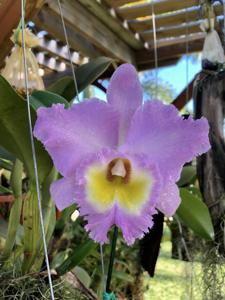 Rhyncholaeliocattleya Mount Anderson