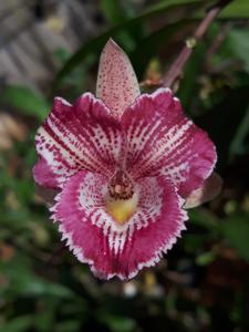 Catasandra Andrea Leao