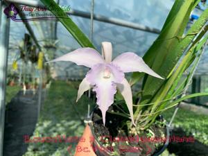 Brassocattleya Viet Star