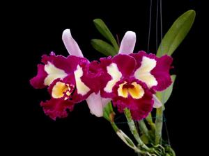 Rhyncholaeliocattleya Chinese Beauty