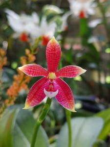 Phalaenopsis Meen Estrella